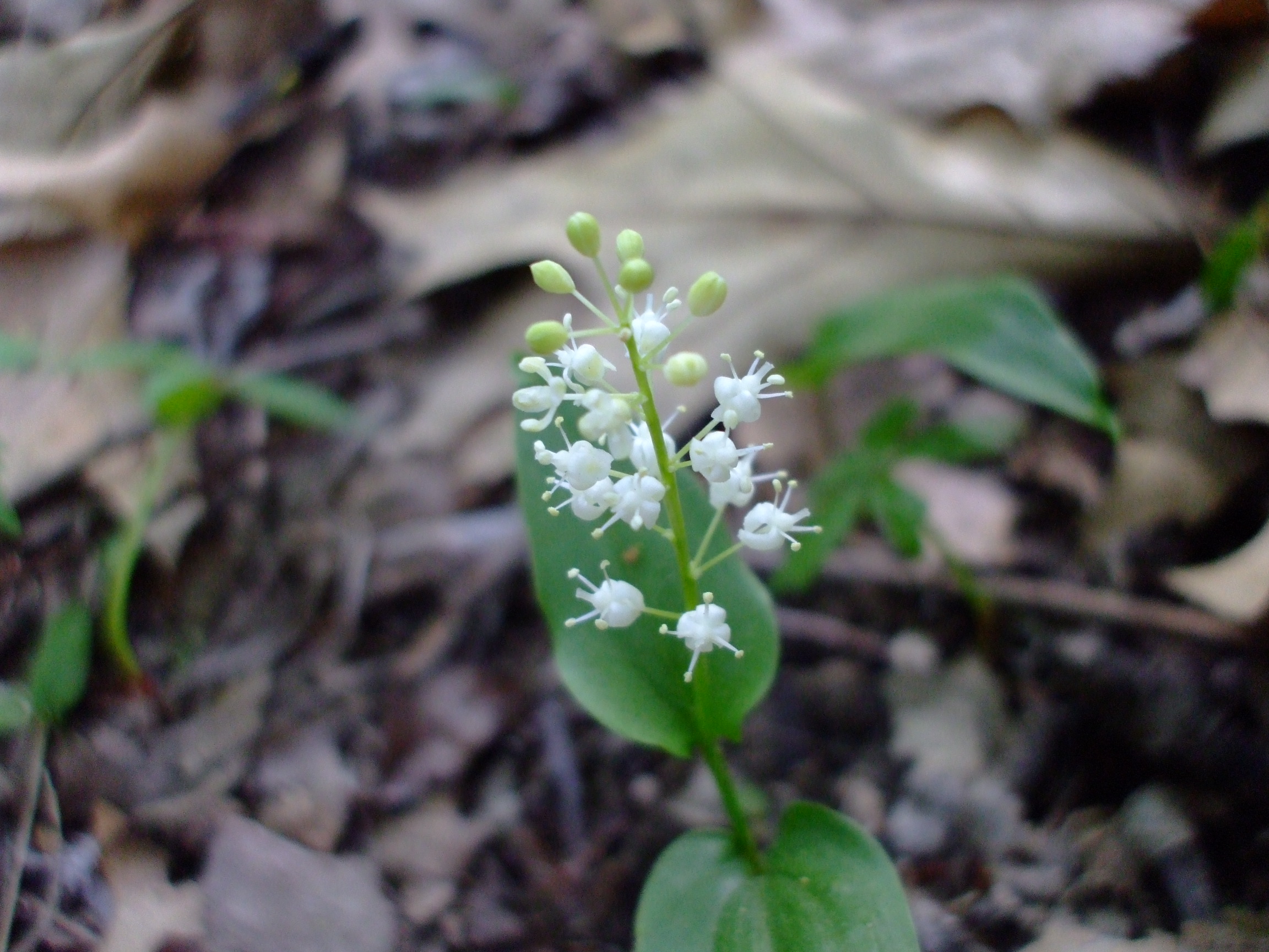 Maianthemum canadense